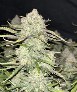 Ztrawberriez Auto Fem Esrar Tohumu (Fast Buds)