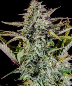 Ztrawberriez Auto Fem Esrar Tohumu (Fast Buds)