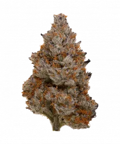 Zua Zua, üzüm aromalı ve rahatlatıcı etkisiyle bilinen Indica baskın bir türdür. Kısa sürede hasat için ideal. Genetik yapısını keşfedin.