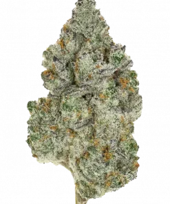 Zuava, tropikal meyve aromaları ve rahatlatıcı etkisiyle bilinen indica baskın bir türdür. Dengeli yapısıyla öne çıkar. Özelliklerini keşfedin.