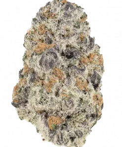 Zuava Sundae, tatlı tropikal aromaları ve yüksek THC içeriğiyle bilinen Indica baskın bir türdür. Yaratıcılığı artıran bu özel türü keşfedin.