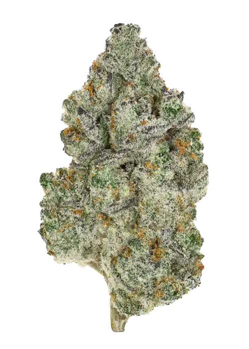 Zuava, tropikal meyve aromaları ve rahatlatıcı etkisiyle bilinen indica baskın bir türdür. Dengeli yapısıyla öne çıkar. Özelliklerini keşfedin.