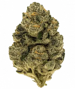 Zuchi, tatlı ve baharatlı aromalarıyla öne çıkan Indica baskın bir türdür. Yüksek THC içeriğiyle yoğun rahatlama sağlar. Genetik yapısını keşfedin.