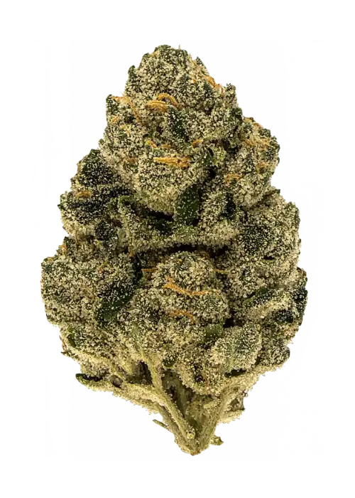 Zuchi, tatlı ve baharatlı aromalarıyla öne çıkan Indica baskın bir türdür. Yüksek THC içeriğiyle yoğun rahatlama sağlar. Genetik yapısını keşfedin.