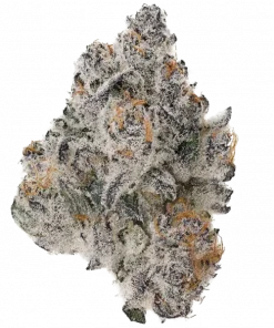 Zudz, yakıtımsı ve meyveli aromalarıyla öne çıkan dengeli bir hibrit türdür. Yüksek THC içeriğiyle yaratıcılığı artırır ve rahatlama sağlar. Özelliklerini keşfedin.