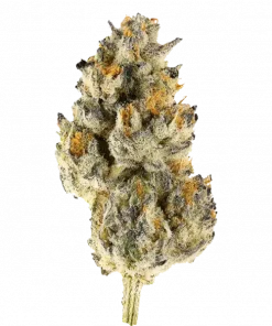 Zupernova, tatlı narenciye aromaları ve 'e varan THC içeriğiyle öne çıkan Indica baskın bir türdür. Yaratıcılığı ve rahatlamayı keşfedin. Hemen görüntüleyin.