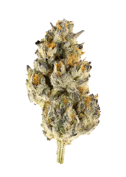 Zupernova, tatlı narenciye aromaları ve 'e varan THC içeriğiyle öne çıkan Indica baskın bir türdür. Yaratıcılığı ve rahatlamayı keşfedin. Hemen görüntüleyin.