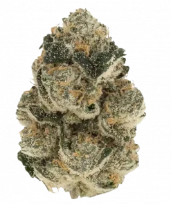 Zushi, tropikal meyve aromaları ve THC içeriğiyle öne çıkan indica baskın bir türdür. Yaratıcılığı ve enerjiyi artıran bu özel türü keşfedin.