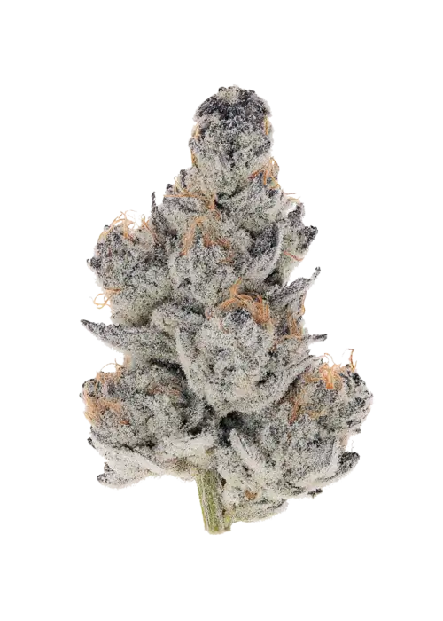 Zweet Chem, yakıtımsı lime aroması ve rahatlatıcı etkisiyle öne çıkan Indica baskın bir türdür. Yüksek THC içeriğiyle potansiyel faydalarını keşfedin ve detaylıca görüntüleyin.