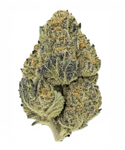 Zwish, çiçeksi ve tatlı aromalarıyla öne çıkan Sativa baskın bir türdür. Yüksek THC içeriğiyle yaratıcılığınızı artırır. Genetik yapısını keşfedin.