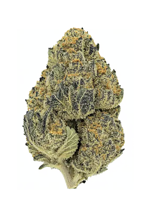 Zwish, çiçeksi ve tatlı aromalarıyla öne çıkan Sativa baskın bir türdür. Yüksek THC içeriğiyle yaratıcılığınızı artırır. Genetik yapısını keşfedin.