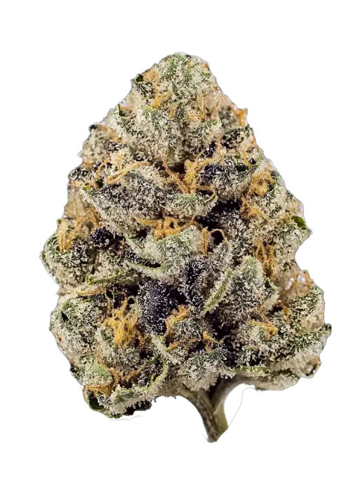 ZZ4, sert yakıt aroması ve THC ile öne çıkan güçlü bir hibrit türdür. Mutluluk ve rahatlama sunan bu türün genetik yapısını keşfedin.