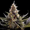 24k Gold Feminized Esrar Tohumu (DNA Genetics)