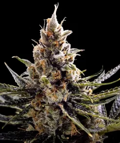 24k Gold Feminized Esrar Tohumu (DNA Genetics)