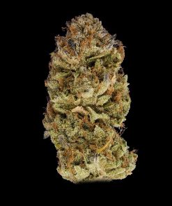 24k Gold Feminized Esrar Tohumu (DNA Genetics)