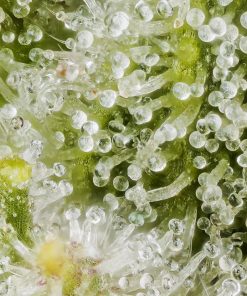 24k Gold Feminized Esrar Tohumu (DNA Genetics)