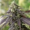 707 Headband Feminized Esrar Tohumu (Humboldt Seed Organization)