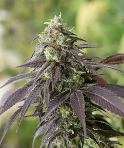 707 Headband Feminized Esrar Tohumu (Humboldt Seed Organization)