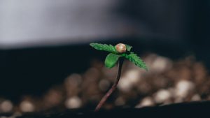 Esrar türleri için grow tavsiyeleri