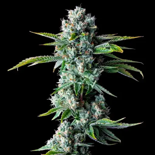Skywalker x OG Kush dişi kenevir tohumu
