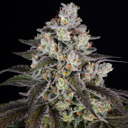 Trainwreck - Thai x Mexican x Afghan dişi esrar tohumu