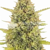 Acapulco Gold seeds Feminized Esrar Tohumu (WeedSeedsExpress)