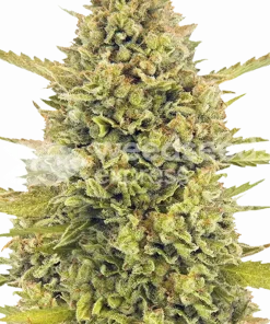 Acapulco Gold seeds Feminized Esrar Tohumu (WeedSeedsExpress)