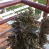 Afghan Kush Feminized Esrar Tohumu (Seedsman)
