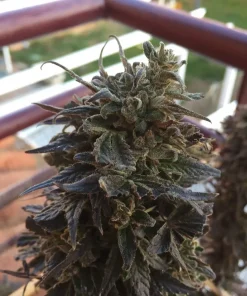 Afghan Kush Feminized Esrar Tohumu (Seedsman)