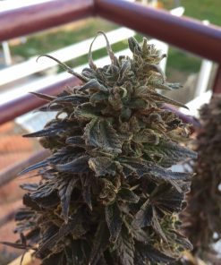 Afghan Kush Feminized Esrar Tohumu (Seedsman)