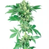 Afghani #1 Regular Esrar Tohumu (Sensi Seeds)