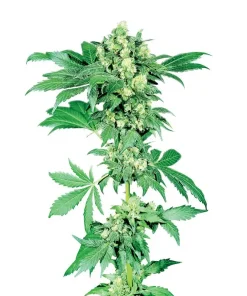 Afghani #1 Regular Esrar Tohumu (Sensi Seeds)