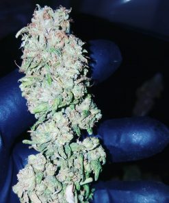 Afghani #1 Regular Esrar Tohumu (Sensi Seeds)