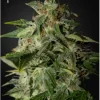 Afgooey Feminized Esrar Tohumu (Strain Hunters)