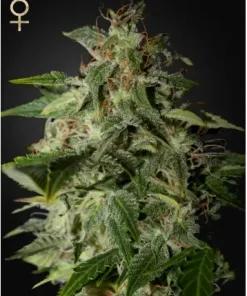Afgooey Feminized Esrar Tohumu (Strain Hunters)