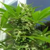 AK 48 Feminized Esrar Tohumu (Nirvana)