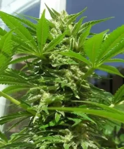 AK 48 Feminized Esrar Tohumu (Nirvana)