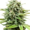 AK Auto Fem Esrar Tohumu (Growers Choice Seeds)