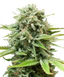 AK Auto Fem Esrar Tohumu (Growers Choice Seeds)