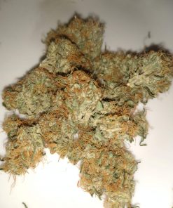 AK Auto Fem Esrar Tohumu (Growers Choice Seeds)