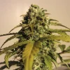 AK Auto Fem Esrar Tohumu (Spliff Seeds)