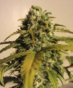 AK Auto Fem Esrar Tohumu (Spliff Seeds)
