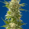 AK Regular Esrar Tohumu (Spliff Seeds)