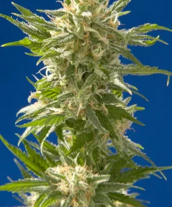 AK Regular Esrar Tohumu (Spliff Seeds)