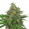AK420 Feminized Esrar Tohumu (Seedstockers)