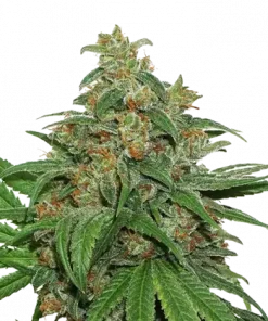 AK420 Feminized Esrar Tohumu (Seedstockers)