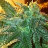 Alien OG Feminized Esrar Tohumu (The Cali Connection)