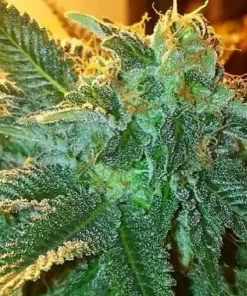 Alien OG Feminized Esrar Tohumu (The Cali Connection)