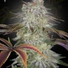 AlienZ Feminized Esrar Tohumu (Green House Seed Co.)