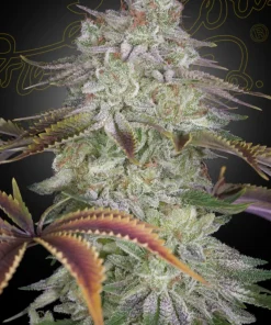 AlienZ Feminized Esrar Tohumu (Green House Seed Co.)